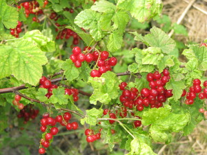 Ríbezle currant